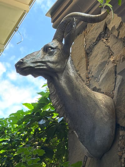 This is a close-up, low-angle shot of a statue of an animal, possibly a goat or antelope, with curved horns. The statue appears to be made of dark, textured material, perhaps bronze or stone. The animal's head is angled downwards, with its eye visible and appearing lifelike. Its long, curved neck and textured mane are also prominent. The statue is set against a backdrop of large, rough-hewn stones and smaller pebbles, suggesting an outdoor setting, perhaps part of a naturalistic sculpture or architectural feature. Green foliage from a vine or tree is visible in the foreground and on the right side of the frame, some leaves obscuring parts of the statue. The sky above is a clear, bright blue with scattered white clouds, indicating it is daytime and likely fair weather. In the lower left corner, a section of a light-colored building or structure is visible, with a metal fixture attached to its edge. The image has been rotated 90 degrees counter-clockwise. There is no visible text in the image. The overall impression is one of artistic craftsmanship integrated with a naturalistic environment.