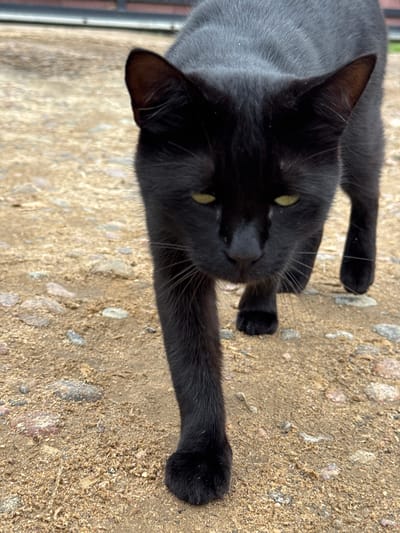 A black cat with yellow eyes is lying on its back on a sandy surface with scattered pebbles and wood chips. The cat is stretching its front paws forward. The lighting suggests it is daytime, and the presence of sand and pebbles could indicate an outdoor setting, possibly a yard or a pathway. The cat appears relaxed. There is no visible text in the image.
