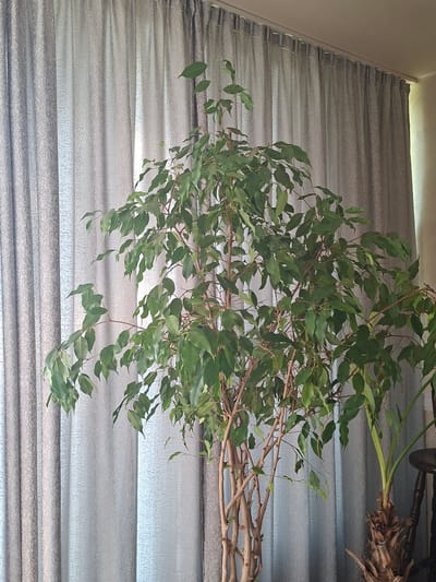 In Aksakovo, Bulgaria, an indoor scene is depicted with a ficus tree as the primary subject. The tree has multiple slender, brown trunks and is densely covered with vibrant green leaves. Behind the ficus tree, light gray curtains with a textured pattern are drawn, covering a window or wall. To the right of the ficus, a portion of another plant with broader, light green leaves and a rough, brown trunk is visible. A dark wooden chair with carved details is partially visible in the far right background. The lighting suggests an indoor environment, possibly a home or office, with soft light filtering through the curtains.