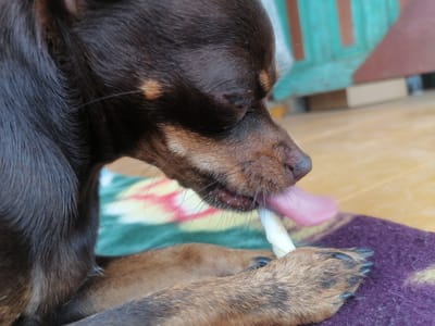 A close-up, side profile shot captures a small, dark brown dog with tan markings on its muzzle, intently focused on a white chew bone. The dog's tongue, a vibrant pink, is extended, lapping at the bone. Its paws are resting on a purple blanket, which in turn is on a tan surface. The background is blurred, but hints of a teal and brown wooden structure, possibly a fence or wall, and a floor are visible. The overall impression is of a domestic setting, likely an outdoor area or a porch, given the natural light and the presence of a wooden structure. The image appears to be taken in Novopokrovka, Russia.