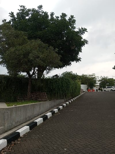 The image depicts an outdoor, landscaped environment in Cianjur, Indonesia, under an overcast sky. A dark grey paver pathway, laid in a herringbone pattern, occupies the right and central portions of the frame, sloping gently upwards towards the background. Along the left side of the pathway, a concrete curb is painted with alternating black and white stripes. Behind this curb, a concrete retaining wall supports a grassy strip where a small tree with light green foliage stands. Immediately behind this tree, a stack of wooden pallets is visible on the ground. Further left and above, a large tree with dense, dark green foliage, from which several elongated, brown, pendulous fruits hang, dominates the upper left quadrant. A dense hedge of dark green, cascading vines forms a continuous boundary behind the concrete wall, extending from the left to the mid-right background. In the background on the right, sections of white buildings or structures are visible, and several vehicles, including a white minivan, are parked. Two orange traffic cones are positioned near the entrance of one of the buildings. No individuals are present in the scene.