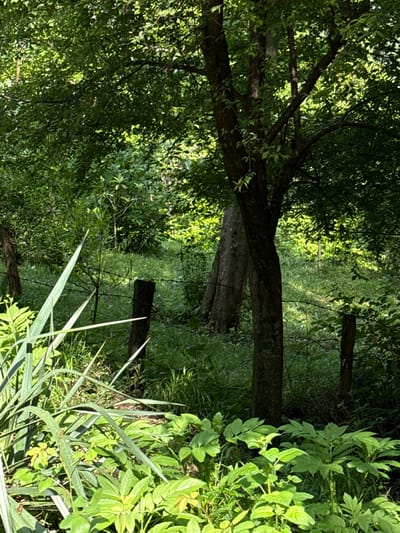 The image shows a densely vegetated area, possibly a field or overgrown yard, in Sergey-Pole, Russia. There are trees with thick branches and green leaves, along with various types of grasses and plants, some with broad leaves. Parts of an old, weathered fence, including wooden posts and what appears to be remains of a wire fence, are visible within the vegetation. The lighting suggests it is daytime with dappled sunlight filtering through the foliage. The scene appears undisturbed and natural, with no clear signs of human activity other than the decaying fence.