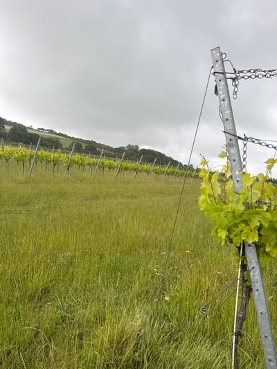 The image shows a vineyard on a cloudy day. In the foreground, a metal post supports a young grapevine with bright green leaves. The post is secured with wires and chains. The vineyard stretches into the background, with rows of grapevines planted on a gentle slope. The ground is covered in tall, green grass. In the distance, trees and rolling hills are visible under a grey sky. The location is a vineyard in or near the city of Ashford, United Kingdom. There are no people or animals visible in the image.