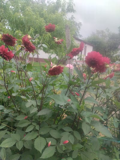 The image depicts a close-up view of several dark red dahlias in bloom, with lush green foliage. The flowers are the primary focus, showcasing their intricate petal structure. In the background, a white house with a brown roof is partially visible, surrounded by trees. A concrete post stands to the left of the frame, and a wire fence runs across the lower portion of the image. The sky appears overcast. The scene is set in the city of Bandza, Georgia, likely a residential garden given the presence of the house and cultivated flowers.