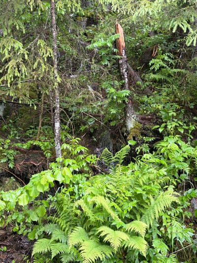 The image shows a lush, green forest floor in Lommedalen, Norway, after rainfall. The scene is dominated by dense vegetation, including various types of ferns and leafy plants, all appearing vibrant and wet. In the background, several trees are visible, some with mossy trunks and branches. One tree in the mid-ground has a broken section, exposing its inner wood, which is a striking reddish-brown against the surrounding greenery. The ground appears to be uneven, with exposed roots and dark soil, suggesting a natural, untamed woodland environment. The overall impression is one of a humid, overgrown forest, emphasizing the natural beauty and abundance of plant life.