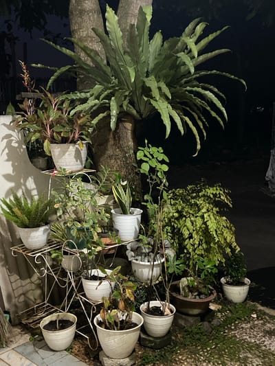 This media file shows an outdoor arrangement of potted plants at night in Margorejo, Indonesia. The scene features a variety of greenery, including a large bird's nest fern, various leafy plants, and a snake plant, all housed in different types of pots. Some pots are white and ribbed, while others are dark-colored and ceramic. The plants are situated on the ground, against a tree trunk, and on a white metal plant stand. The ground appears to be covered with small pebbles and grass. The lighting suggests it is nighttime, possibly with artificial illumination highlighting the plants. The setting appears to be a garden or patio area. There is no visible text in the media file.