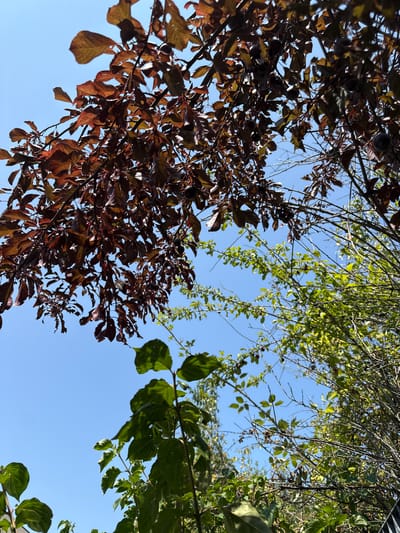 The image depicts a clear blue sky seen through the branches of several trees, suggesting an outdoor setting. In the foreground and midground, there are various types of foliage. On the left side, a tree with dark reddish-brown leaves is prominent, with some dark, round fruits visible amongst the leaves. To the right and slightly behind it, another tree displays lighter green leaves and thinner branches, also with some dark fruits. In the lower part of the image, a plant with large, bright green leaves is visible. The perspective is looking upwards, towards the sky. The scene is typical of a garden or natural area.