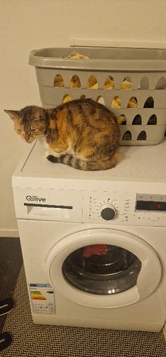 The image depicts an indoor scene within a domestic residence in Blaye, France. A tortoiseshell cat is observed resting on the flat top surface of a white, front-loading Qilive brand washing machine. The cat, exhibiting orange, black, and brown fur patterns, is curled with its head lowered and eyes appearing closed, facing towards the left side of the frame. Its striped tail is visible, wrapped around its body.
Positioned behind the cat, also on top of the washing machine, is a gray plastic laundry basket featuring oval perforations. This basket contains light-colored, possibly yellow, textile items. The washing machine's control panel includes a central rotary dial and a digital display that indicates a number, potentially '2'. Inside the machine's circular transparent door, a single red fabric item is visible within the drum. An energy efficiency label, characteristic of EU standards, is affixed to the lower-left front panel of the appliance. The floor beneath the washing machine is covered by a dark-colored carpet with a repeating light geometric pattern. Two dark slippers, each bearing the word 'FASHION' in white lettering, are partially visible on the carpet in the lower-left corner of the frame. The surrounding walls are painted a solid, light color.