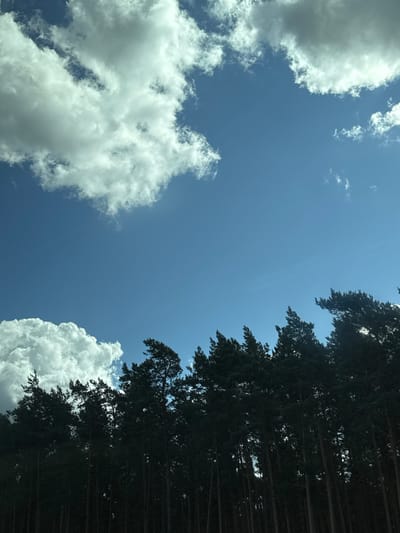 The scene captured in Tarnawa Rzepińska, Poland, displays a natural landscape under a bright sky. The upper two-thirds of the image consist of a clear, deep blue sky, featuring several large, bright white cumulus clouds. A substantial cloud formation occupies the upper left quadrant, with smaller, wispy clouds present in the upper right. The lower third of the frame is dominated by the dense, dark silhouette of numerous coniferous trees, consistent with a pine forest. Their irregular, jagged tops form a distinct horizon line across the bottom of the sky. A large, white cloud bank is visible behind and above the treeline in the lower left portion of the image. No individuals, animals, or man-made structures are present, and no actions or interactions are depicted. The lighting indicates bright daylight conditions.
