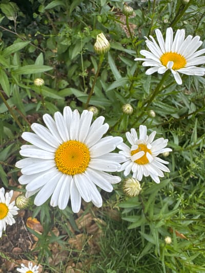 A close-up, eye-level shot captures a cluster of daisies in a garden. The foreground is dominated by two large, fully bloomed daisies with bright yellow centers and crisp white petals. To the right of these, a smaller, partially bloomed daisy is visible. Several daisy buds in various stages of development are scattered throughout the scene, some tightly closed and others beginning to unfurl. The background consists of lush green foliage, with darker green leaves and stems creating a natural, somewhat dense setting. The ground beneath the flowers is covered in a mix of soil and fallen brown leaves. The lighting appears to be natural daylight, casting a soft illumination on the flowers and leaves. There are no people or animals present in the image. The overall impression is one of a vibrant, natural garden in bloom. The scene is likely located in a garden setting in Mid Sussex, United Kingdom, given the typical flora and garden conditions found in the region.