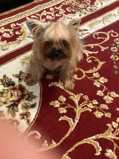 A small, tan dog sits on a red carpet with a floral pattern. The dog has dark eyes, a black nose, and fluffy fur. Its ears are pointed upwards. The carpet features intricate designs in cream and gold. The scene appears to be indoors. No specific location in Zhodzina, Belarus, can be determined from the image.