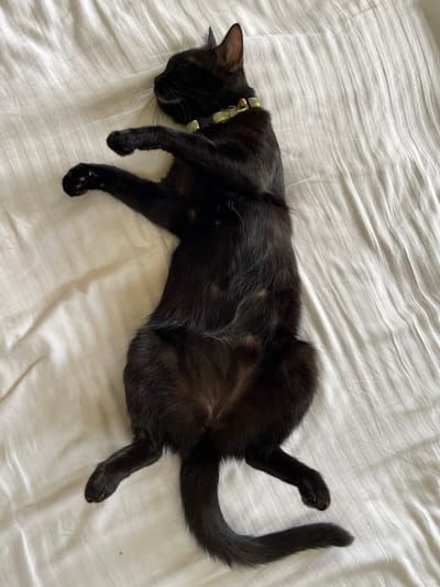 A black cat is lying on its back on a white, wrinkled surface. The cat is wearing a light green collar with small, dark beads. Its eyes are closed, and its mouth is slightly open. The cat's paws are extended. The image shows the cat from head to tail. There is no discernible location in Madina, Ghana.