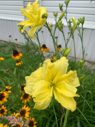 In a garden setting, a close-up view showcases a vibrant yellow double-petal daylily with dew drops clinging to its surface. Behind the daylily, a cluster of dark-centered yellow flowers, likely Black-Eyed Susans, are visible along with green foliage and unopened flower buds. The background features a light-colored, horizontally-paneled structure, possibly a building or fence. This scene is located in the city of Kavalerovo, Russia.