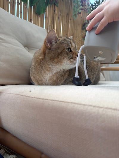 The scene is located in Harish, Israel. A domestic tabby cat, featuring light brown and grey fur with subtle striped patterns, is positioned on an off-white upholstered cushion. The cat's head is turned to the right, its green eyes focused on an object held by a partially visible child's hand in the upper right quadrant of the frame. The child's hand holds an inverted grey cylindrical planter, from which a green plant extends upwards. Two white braided cords, each terminating in a small black boot-shaped tip, dangle from the base of the planter, positioned directly in front of the cat's face. The cat's prominent whiskers are visible. The immediate environment consists of additional sections of the off-white cushioned furniture. In the background, a light-colored, vertical bamboo slatted barrier is present, partially obscured by hanging green foliage.
