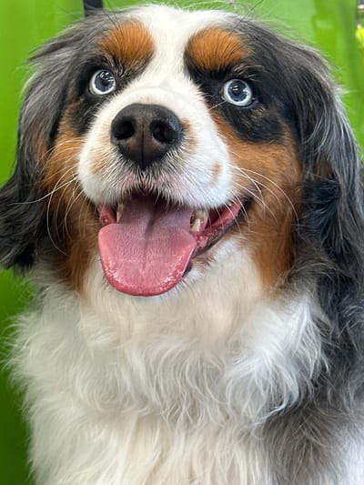 A close-up, rotated portrait of a happy tri-color dog, possibly a Bernese Mountain Dog or Australian Shepherd, captured in Pitt Meadows, Canada. The dog's head fills most of the frame, tilted on its side, looking directly at the camera with a wide, joyful expression. Its mouth is open, revealing a pink tongue extended outwards, and some teeth and pink gums are visible.

The dog has striking light-colored or blue eyes, which show clear reflections of bright light sources, indicating a daytime setting. Its fur is a mix of white, black, and brown/tan patches, with a thick, fluffy texture clearly visible in various areas. White whiskers stand out around its muzzle. The background is a vibrant, solid green, suggesting either natural grass, artificial turf, or a green mat in an outdoor or dog-friendly environment. The lighting is bright and even, highlighting the dog's features and fur details. The overall mood conveyed is one of happiness and playfulness. No visible text is present in the image.
