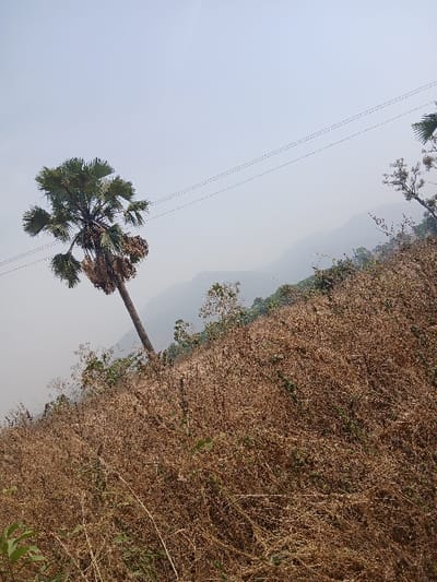 A forensic examination of the image, taken in Nandu, Nigeria, reveals a landscape scene dominated by a steep, dry hillside. A single, mature palm tree with green, fan-like fronds and prominent clusters of brown fruit or seeds leans diagonally from the lower left towards the upper center of the frame. The ground is densely covered with uniformly brown, dry, and brittle vegetation, consistent with a dry season. Two thin, parallel lines, appearing as a series of dark dots, traverse horizontally across the upper mid-section of the sky, indicative of utility or power lines. In the background, multiple layers of mountain ranges are visible, softened and obscured by atmospheric haze. The sky above is a light, uniform gray, suggesting either overcast conditions or significant atmospheric dust/haze. No human figures or other discernible man-made objects are present.