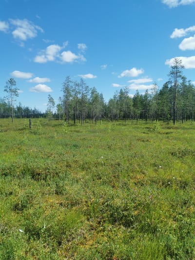 The image depicts a bright, sunny day with a clear blue sky dotted with fluffy white clouds. In the foreground, a vibrant green marshy landscape stretches out, covered in lush grass and low-lying vegetation. Interspersed throughout the marsh are patches of yellowish-brown moss and small white flowers. In the middle ground, several small evergreen trees are scattered across the marsh. The background is dominated by a dense forest of tall, slender evergreen trees, their dark green needles creating a strong contrast against the bright sky. A single dead tree trunk, stripped of its branches, stands prominently in the marshy area. The scene conveys a sense of natural wilderness and tranquility. The location is identified as Krasnobor, Russia.