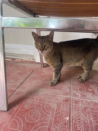 A tabby cat with green eyes is standing on a tiled floor under a table. The floor is made of red tiles with a decorative white pattern. The cat is facing the camera and looking directly at it. The table has a metal frame and wooden slats. In the background, there is a white wall and a doorway. The scene appears to be an outdoor or semi-outdoor space, possibly a patio or balcony, consistent with the climate of Almalyk, Uzbekistan.