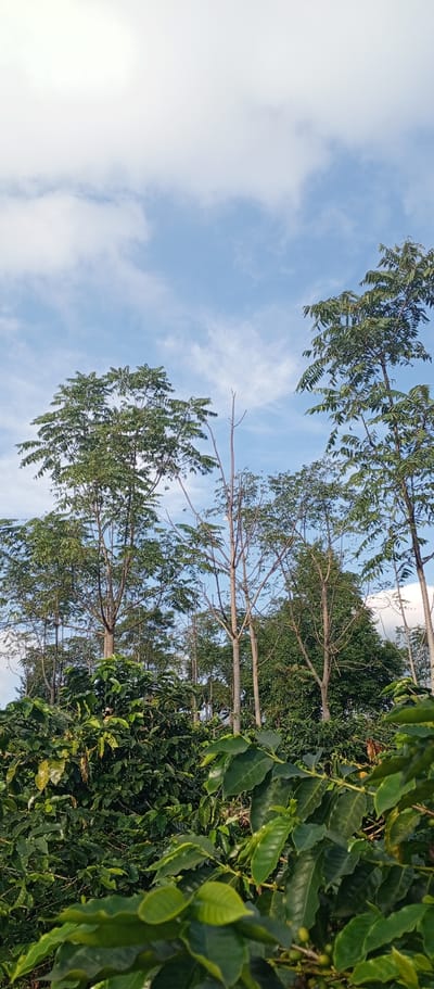 The image depicts a natural landscape situated in Weddagala, Sri Lanka. The upper portion of the frame is occupied by a light blue sky with scattered white, wispy clouds. Below the sky, a dense collection of tall trees forms the midground and background. These trees display varying foliage; some possess full canopies of dark green leaves, while others exhibit sparser branches that appear light brown and largely devoid of leaves. The foreground is dominated by a thick growth of deep green plants, identified as coffee shrubs by their characteristic broad, textured leaves and the presence of small, round, green fruit (unripe coffee cherries) visible among the foliage. No human subjects, animals, or artificial structures are present within the frame.