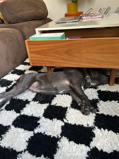 A gray dog is lying on a black and white shag rug next to a brown corduroy couch and a wooden cabinet. The cabinet is next to a white shelf holding various objects. The location is not discernable from the image.