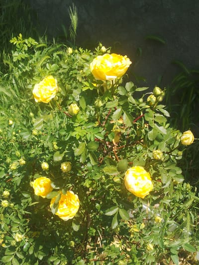 In the city of Nor Geghi, Armenia, a dense bush of yellow roses is in full bloom. The bush is situated outdoors, with green grass and a dark, textured wall as its backdrop. Several fully opened yellow roses are visible, along with numerous buds in various stages of development. The leaves of the rose bush are a vibrant green, and some thorny stems are apparent. The scene is illuminated by natural sunlight, creating bright highlights on the petals and casting shadows on the foliage. The overall impression is one of abundant natural beauty in a semi-urban or garden setting.