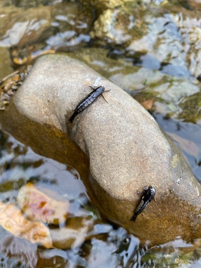Two black, segmented insects are resting on a light brown, wet rock in a shallow stream. One insect is larger and positioned towards the top left of the rock, while a smaller insect is located on the lower right of the rock. The water in the stream is clear and shows submerged rocks and pebbles. The overall scene depicts a natural outdoor environment, likely a freshwater habitat.
