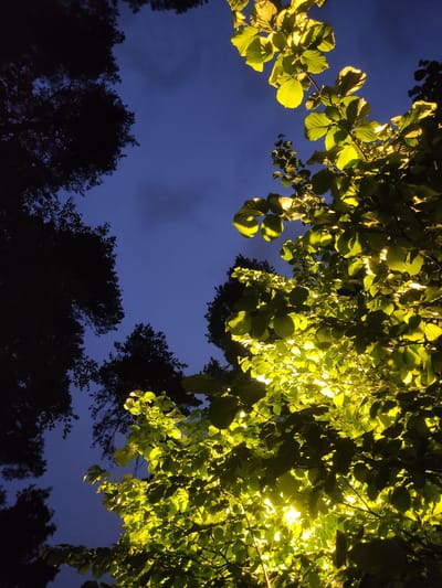 The image is a nighttime view looking upwards through tree foliage. The leaves in the upper portion of the frame are brightly illuminated, appearing yellow-green. The background shows a dark blue sky with subtle cloud formations. In the lower part of the image, silhouetted trees are visible against the night sky. The location is Kratovo, Russia. The time of day is night, with ambient light illuminating the scene. No people are visible.