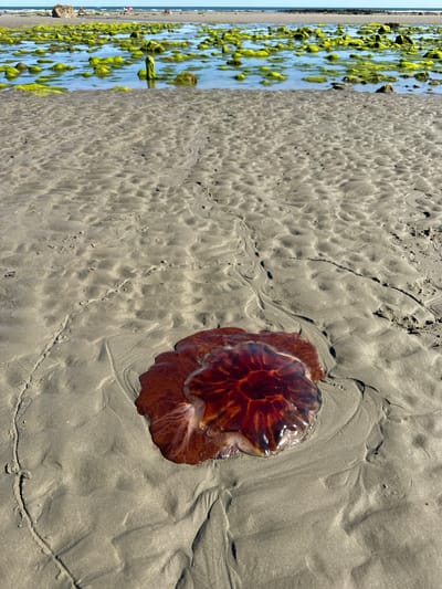 In Ballykinler, United Kingdom, on a sandy beach, a large, reddish-brown jellyfish lies stranded on the wet sand. The jellyfish is centrally located in the foreground, with its bell exhibiting a translucent, gelatinous texture and intricate, darker red patterns within. Its tentacles, thin and wispy, spread outwards from the bell onto the sand. The sand itself is damp and textured, showing ripples and subtle indentations, suggesting it was recently covered by the tide. In the background, the sea stretches out to the horizon under a bright sky. Interspersed in the shallow water are numerous rocks covered in vibrant green seaweed, with a few people visible in the distance near the shoreline. The overall scene captures a moment of marine life washed ashore on a beach.