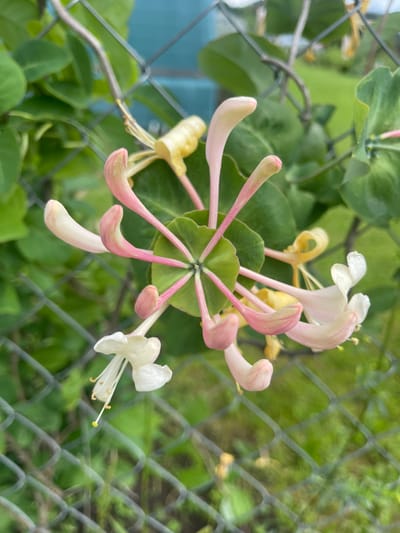 This close-up, high-angle shot captures a cluster of Lonicera periclymenum (common honeysuckle) flowers in bloom, set against a backdrop of green foliage and a chain-link fence. The flowers display a gradient of colors, with delicate pink tips transitioning to white at the base of their tubular petals. Some flowers have a yellowish hue, likely due to their developmental stage. The central part of the bloom exhibits a star-like arrangement of pink stamens and pistils. The scene is likely located in a garden or natural setting within Zaķumuiža, Latvia, suggested by the presence of cultivated plants and a common fence structure. The overall lighting indicates an outdoor environment, possibly under natural daylight. There are no people or animals present in the image.