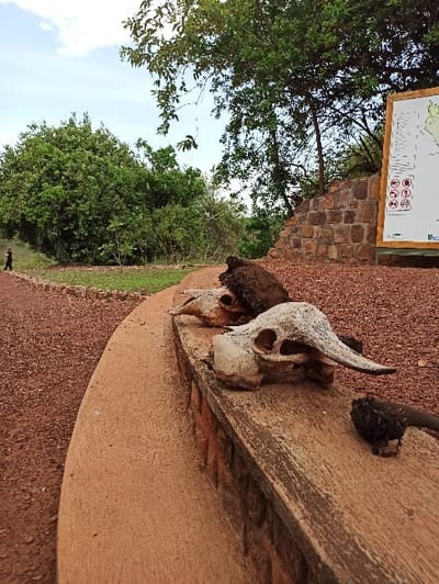 Two animal skulls with horns rest atop a tan, weathered, concrete structure, possibly a bench. A dark, rounded object lies near the larger skull. The ground is covered with reddish-brown gravel. A stone wall is visible in the background with a signboard above it. Green trees are scattered in the background under a bright, overcast sky. The image has a slightly rotated perspective.
