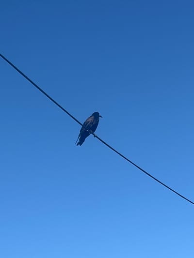 A black bird is perched on a wire against a clear blue sky. The wire stretches diagonally across the frame from the upper left to the lower right. The bird is positioned in the center-right of the image, facing to the left. Its silhouette is dark, making it stand out against the bright sky. The image does not provide any information about its location in the city of Botoșani, Romania.