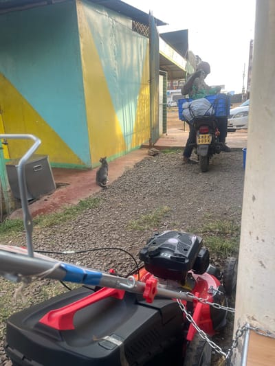 A gray cat sits on a concrete path in front of a blue and yellow wall. A man on a motorcycle heavily laden with blue crates and packages rides past. A lawnmower with a red engine sits in the foreground, partially obstructing the view. The scene is outdoors with gravel ground and partial building views.