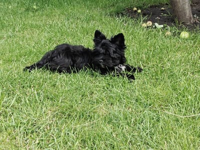 A small, black, fluffy dog is lying on a patch of green grass. The dog is facing the camera with its head tilted slightly. Its fur is shaggy, and its ears are perked up. There is a small patch of white fur on its chest. In the background, there is a dirt patch with a few apples scattered on it, and the base of a tree trunk. The scene appears to be outdoors, likely in a backyard or park. The overall impression is one of a relaxed and peaceful moment.