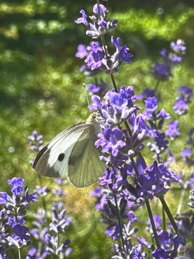 A white butterfly with black markings on its wings rests on a stalk of lavender. The butterfly's body is angled to the left, with its wings partially open. The lavender flowers are a vibrant purple, with many small florets clustered together. The background is a blur of green grass, suggesting an outdoor setting. The image appears to have been taken on a sunny day, with the light illuminating the butterfly and flowers. The scene is captured from a close-up perspective, highlighting the intricate details of the butterfly and the delicate nature of the lavender. This image depicts a common sight in gardens and natural landscapes, where butterflies are attracted to the nectar of flowers. The specific location in Oryahovo, Bulgaria, implies a natural or cultivated environment within or near the city.