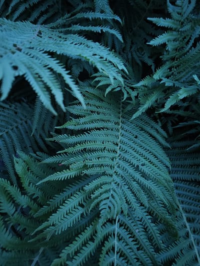 The image is a close-up, overhead shot of lush, dark green fern fronds. The fronds are intricately detailed, with numerous small, serrated leaflets branching off the central stem. The lighting is dim, casting deep shadows and highlighting the texture and shape of the leaves, giving the scene a somewhat moody and organic feel. The image does not contain any identifiable people, actions, or specific urban landmarks that would indicate a location within the city of Korosten, Ukraine. The environment is solely comprised of the dense fern foliage.