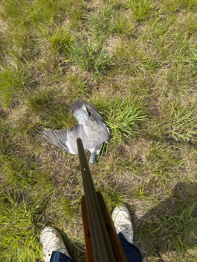 An overhead, first-person view captures an outdoor scene on grassy terrain, consistent with a rural setting in Skipsea, United Kingdom. The lower extremities of an individual, clad in dark trousers and white athletic shoes, are visible at the bottom of the frame. A double-barrel shotgun, with its barrels pointed downward, extends from the bottom of the image towards a deceased grey bird. The bird, consistent with a wood pigeon, lies supine with its wings splayed on the mixed brown and green grass. The scene is illuminated by direct sunlight, casting shadows.