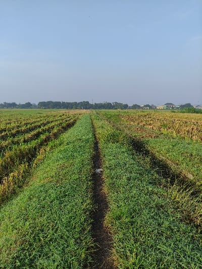 The image shows a path through a field of green grass in Wonoayu, Indonesia, located at -7.412 latitude and 112.649 longitude. The path is lined on both sides by rows of densely grown green grass. The grass in the foreground is closer to the camera and the path is receding into the distance. The path is made of dirt, with a small amount of water standing in puddles on its surface. There are no people or animals visible in the image. The sky is clear and blue. The distant background shows a line of trees behind the field.