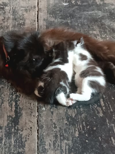 Two newborn kittens, one black and white and another black, are nestled together on a weathered wooden surface. The black and white kitten is lying on its back, partially obscured, with its paws visible. The black kitten is curled around it, providing warmth and comfort. The wooden surface appears to be outdoors, possibly a porch or a rustic floor, with visible grain and weathering. There are no people visible in the image. The scene is domestic and peaceful, capturing a moment of vulnerability and maternal care. The location in Hlobyne, Ukraine, suggests a typical Ukrainian rural or semi-rural setting.