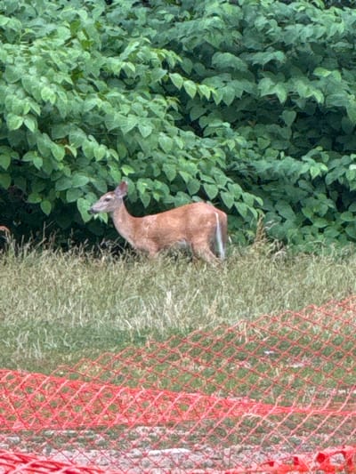 A deer stands in a grassy area in front of a dense wall of green foliage in North Bergen, United States of America. The deer is facing to the left of the frame, with its head lowered as if grazing. Its coat is a reddish-brown color, and its tail is white. In the foreground, a section of orange construction fencing is visible. The overall scene suggests a natural habitat within or near an urban setting.