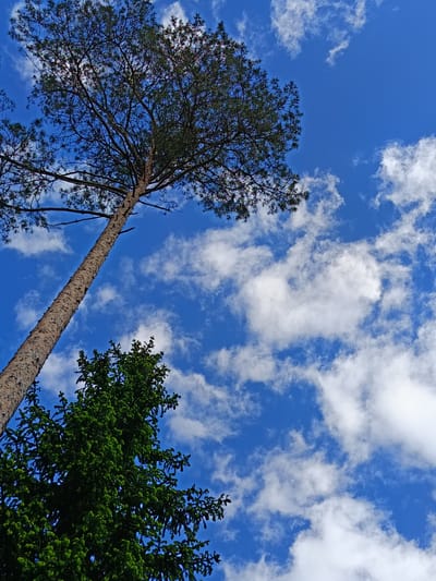A low-angle shot shows two trees against a bright blue sky scattered with white cumulus clouds. One tree, tall and slender, with a textured brown trunk, extends from the lower-left towards the upper center of the frame. The crown is dense with green foliage and thin branches. The other tree, positioned in the lower-left, is a darker green, its shape broader and more conical. The location is likely Vishnovka, Russia, based on the image context.