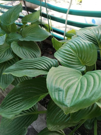 The image shows a close-up view of lush green hosta leaves, with their characteristic ribbed texture, in an outdoor setting. Some of the leaves are large and heart-shaped, while others are more elongated. The background is blurred, but hints of a green railing and possibly some soil and paving stones are visible. There are no people or animals in the image, and no specific actions or interactions are depicted. The scene is likely a garden or a public space with plants. Without further context, it is impossible to definitively determine the exact location within the city of Shchastia, Ukraine.