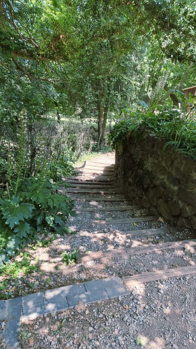 This is a photograph of a descending stone and wood staircase in a garden setting in Olot, Spain. The staircase is constructed with wooden planks for the treads and is partially covered in gravel and small stones. To the right of the staircase, a rustic stone wall, overgrown with green foliage, provides a border. The left side of the image features lush green vegetation, including large-leafed plants and a tall flowering plant with pale blossoms. Sunlight filters through the dense green canopy of trees overhead, casting dappled shadows on the path and stairs. The path leading away from the top of the stairs appears to be a dirt or gravel trail winding through the greenery. The overall impression is one of a secluded, natural stairway within a well-maintained garden or park. There are no people visible in the image.