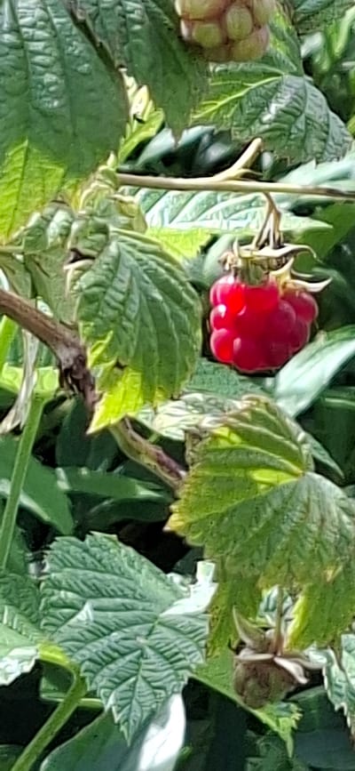 A close-up shot focuses on a single, ripe raspberry, a vibrant red drupe, suspended from its stem amidst lush green foliage. The raspberry is round and plump, with its characteristic segmented surface clearly visible. The surrounding leaves are a rich green, some appearing glossy, others with a matte finish, showing intricate veining and slightly serrated edges. The lighting suggests an outdoor setting, likely during daylight hours, casting soft shadows and highlighting the texture of both the fruit and the leaves. The image does not contain any people or any discernible urban or natural landmarks that would allow for a specific location to be identified within or outside of Angla, Estonia. The scene depicts a natural element, the raspberry plant, in its growth environment.