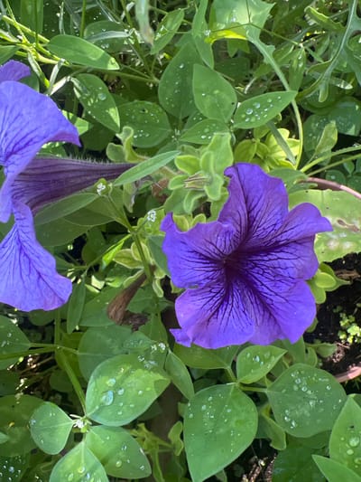 The image is a close-up, high-angle shot of purple petunias and green leaves, covered in water droplets. The flowers are in focus, with visible veins on their petals and a deep purple center. The leaves are a vibrant green, with some showing signs of wilting or browning. The background is a blur of green foliage and dark soil. The overall impression is one of a garden after a rain shower. The scene appears to be in an outdoor setting, possibly a park or a private garden. There are no people or discernible human activity in the image. The image does not provide any specific information about the location in Hadera, Israel.