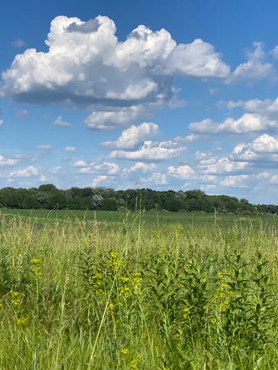 The image depicts a rural landscape on a sunny day, likely in the village of Matiashivka, Ukraine. The foreground is filled with tall, lush green grass and scattered yellow wildflowers, suggesting a meadow or uncultivated field. In the midground, there is a field of green crops, possibly corn, stretching towards a dense line of trees that form the horizon. The background is dominated by a bright blue sky adorned with voluminous white cumulus clouds, some casting shadows on others. The overall impression is one of a serene, natural environment. There are no people or man-made structures visible in the image.