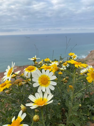 The image displays a high-angle view of a coastal landscape, likely from an elevated position overlooking the Mediterranean Sea near Oran, Algeria. In the foreground, a dense cluster of flowering plants, predominantly daisy-like in appearance, occupies the lower two-thirds of the frame. These flowers exhibit both white petals with yellow centers and entirely yellow petals, interspersed with green, finely dissected foliage and numerous unopened buds. The plants are situated on a reddish-brown, earthy incline or cliff edge, visible along the right side and receding into the background. Beyond the flowering plants, the Mediterranean Sea spans the midground, displaying shades of blue and turquoise with minor surface undulations. Several dark, indistinct shapes, consistent with ships or maritime vessels, are visible on the distant water. The upper portion of the image features an overcast sky with grey-blue cloud formations. No human figures or specific actions are depicted.