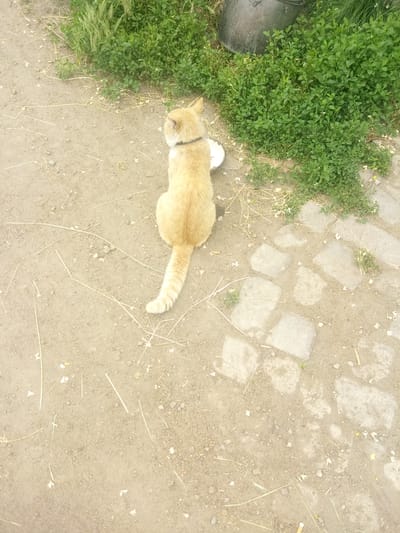 The image presents an outdoor scene in Zelenyi Hai, Ukraine, featuring a ginger-colored cat positioned with its back to the viewer, sitting on a light brown earthen surface. The cat wears a dark-colored collar and faces a small, white, circular bowl placed directly in front of it on the ground. Its tail extends backward along the ground. The ground is composed of compacted dirt mixed with small stones and scattered light-colored debris, including dry plant stalks and what appear to be fallen white petals or blossoms. Dense green, leafy ground cover is visible along the upper right and middle right edges of the frame. Partially obscured by this foliage in the upper right are two dark, possibly metal, containers; one appears to be a larger bucket lying on its side, and the other a smaller, upright container. The lower right portion of the scene reveals an irregular path or area paved with several flat, light-colored stones embedded in the dirt. A cigarette butt is partially visible in the bottom right corner of the frame.