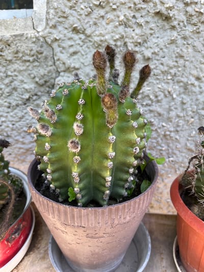 A close-up, eye-level shot shows a green cactus in a brown ribbed pot. The cactus has prominent vertical ribs and numerous areoles from which spines and tufts of brown hair emerge. Several flower buds, covered in brown fuzz, are visible at the top of the cactus, with some appearing ready to bloom. A small green seedling sprouts from the soil near the base of the cactus. To the left of the main cactus, another cactus in a red and white pot is partially visible, displaying long, thin brown spines. To the right, a portion of a spiny cactus in an orange pot is also in view. The background consists of a rough, textured, light-colored concrete wall, possibly part of a building exterior. The scene is outdoors, suggesting a garden or patio setting. Based on the provided context, this image was captured in Tsarev Brod, Bulgaria.