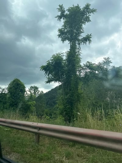 A natural landscape under a cloudy sky features a guardrail in the foreground. Beyond the guardrail, lush green vegetation, including trees and tall grasses, dominates the scene. In the mid-ground, a prominent tree covered in vines stands tall, with a smaller, similarly vine-covered tree to its left. In the background, a tree-lined hill rises beneath the overcast sky. The scene appears to be located in the vicinity of Kaleytsa, Bulgaria, judging by the visual elements and the presence of similar foliage and terrain in the region.