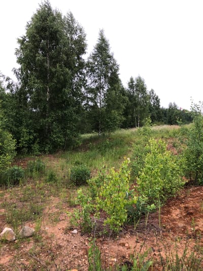The image depicts an outdoor scene in Zhukovo, Russia, characterized by a natural, overgrown landscape. In the foreground, reddish-brown soil is visible, interspersed with sparse green vegetation and a few rocks, one of which is light-colored. Several young, leafy trees with light-colored bark are prominent in the mid-ground. Behind these, a dense growth of green trees and bushes forms a natural embankment. In the background, a line of taller, mature trees with dark green foliage stretches across the horizon, partially obscuring a bright, overcast sky. The overall impression is one of a wild, uncultivated area. There are no people or animals visible in the image, and no specific objects that indicate human activity beyond the potential for it to be a park or undeveloped land.